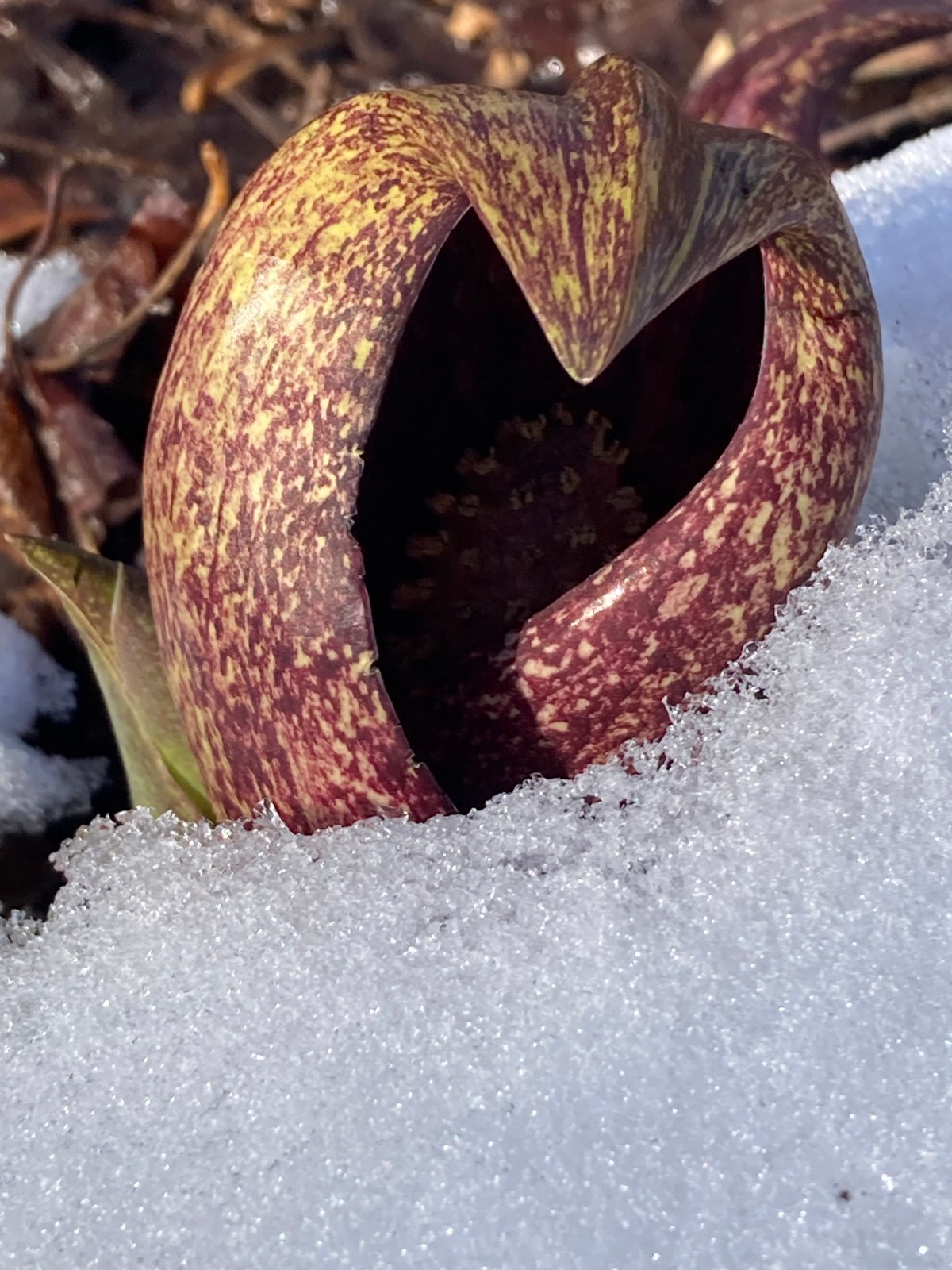 Hope in the&nbsp;Snow