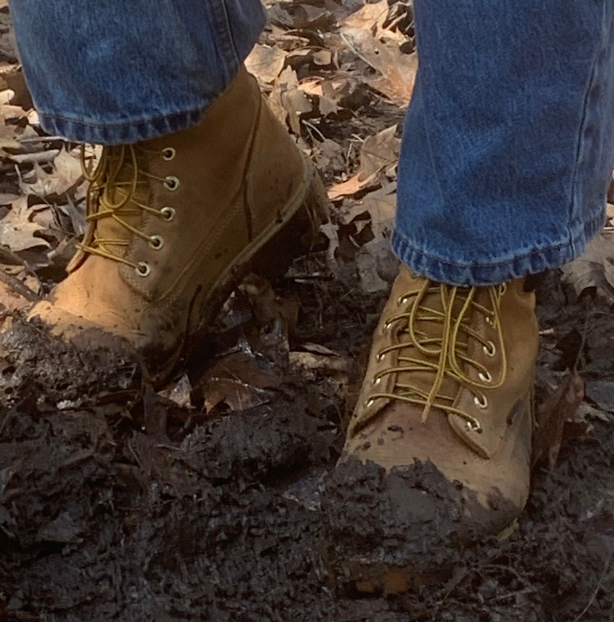 Walking through the&nbsp;Mire