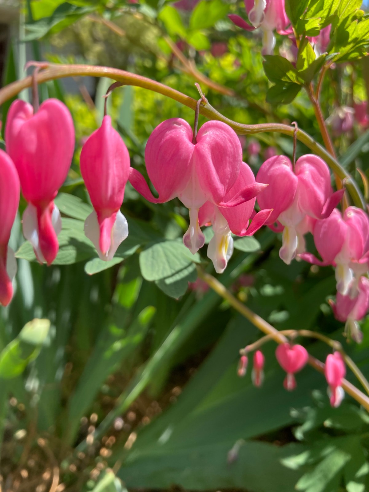 Bleeding Hearts
