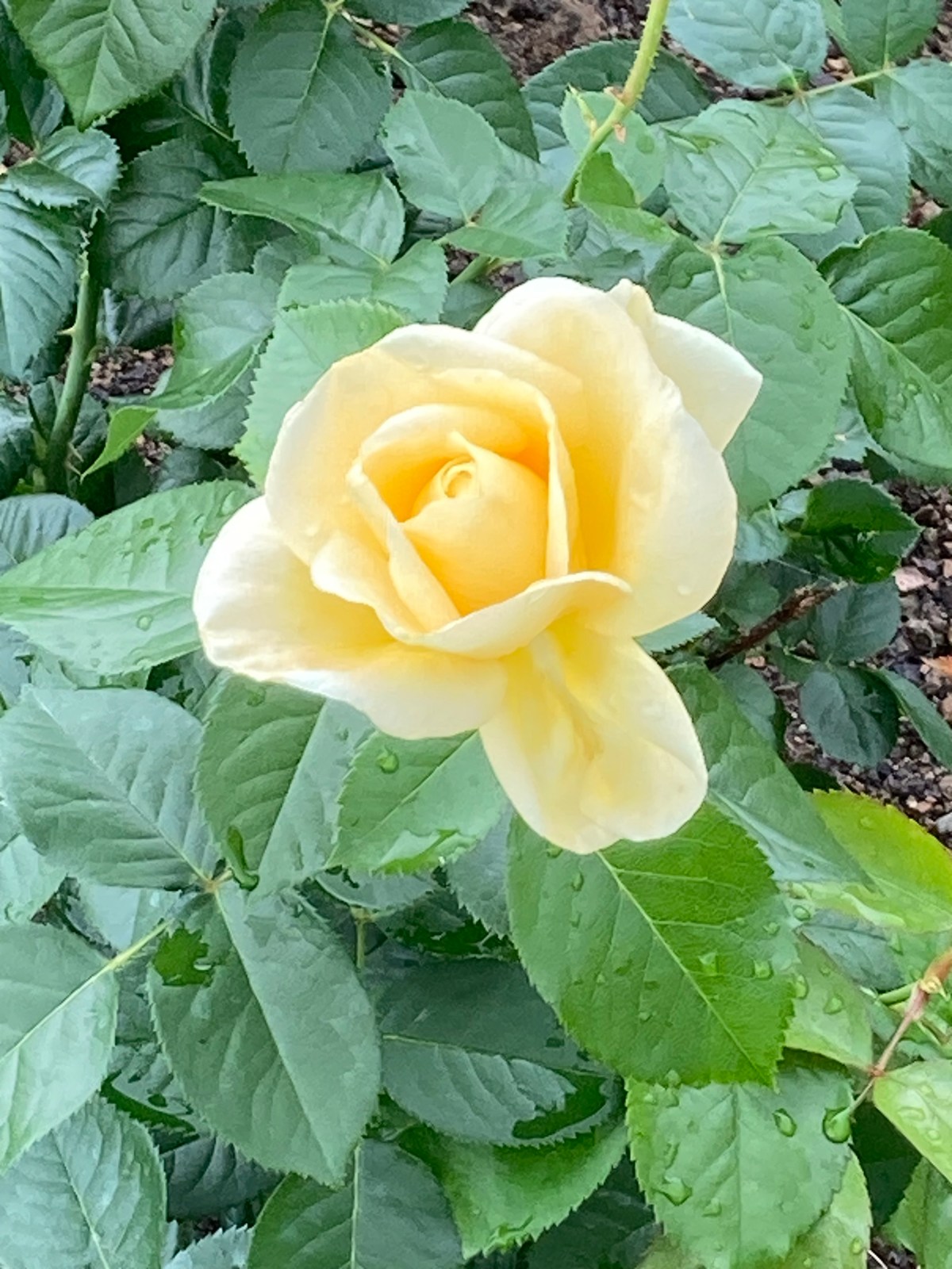 Mosaics of Grace: The Story of&nbsp;Rose