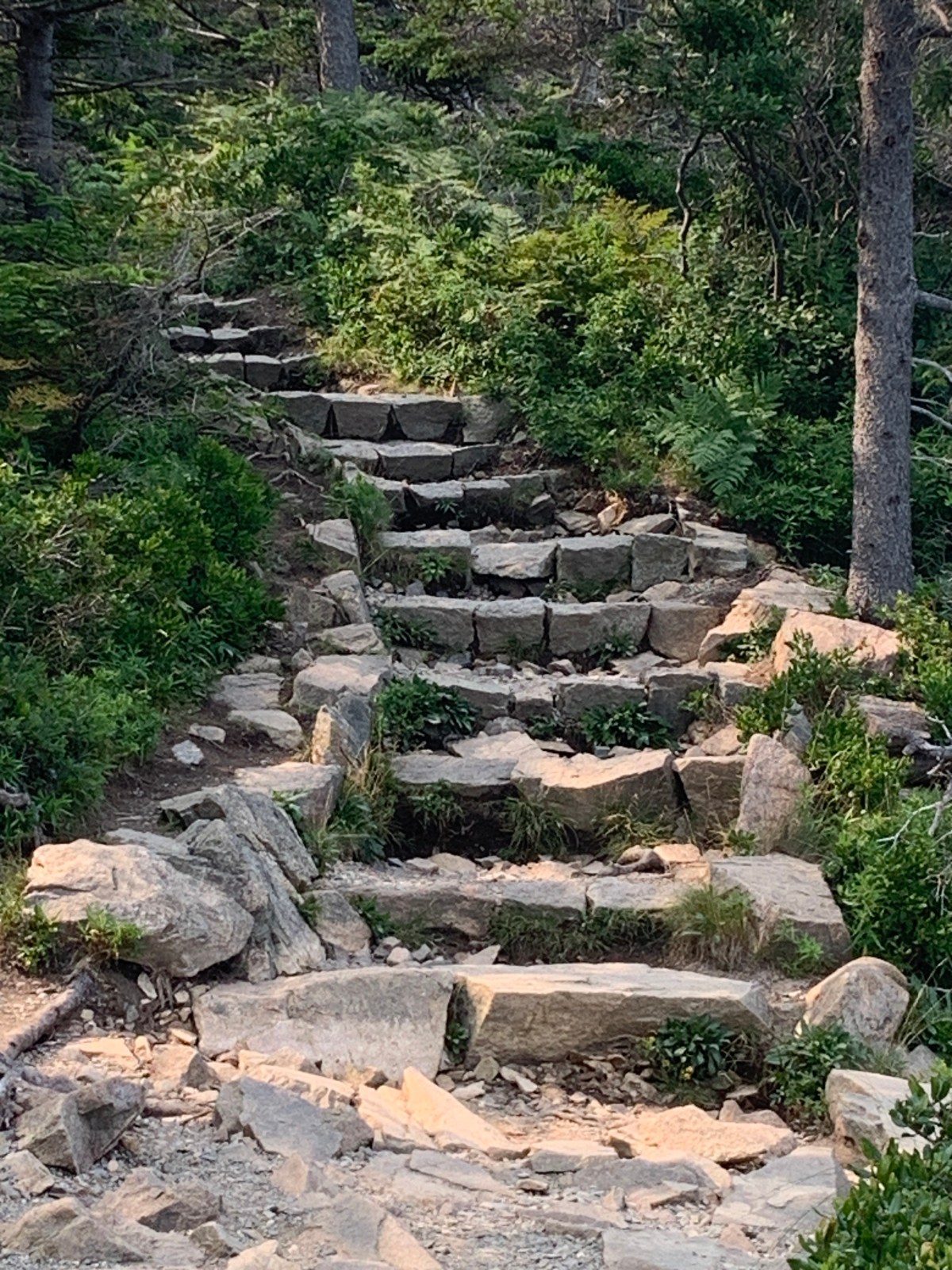 The Path of&nbsp;Pain