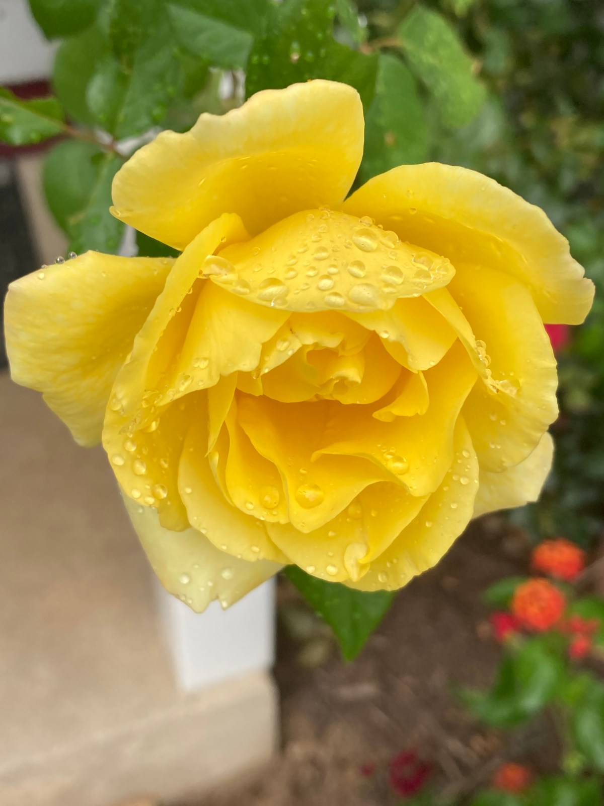 Mighty Like a&nbsp;Rose