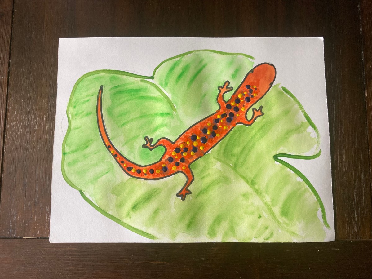 Salamander Surprise!