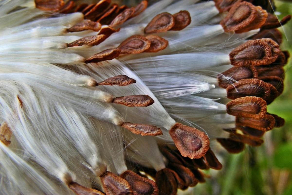 Carried by the&nbsp;Wind