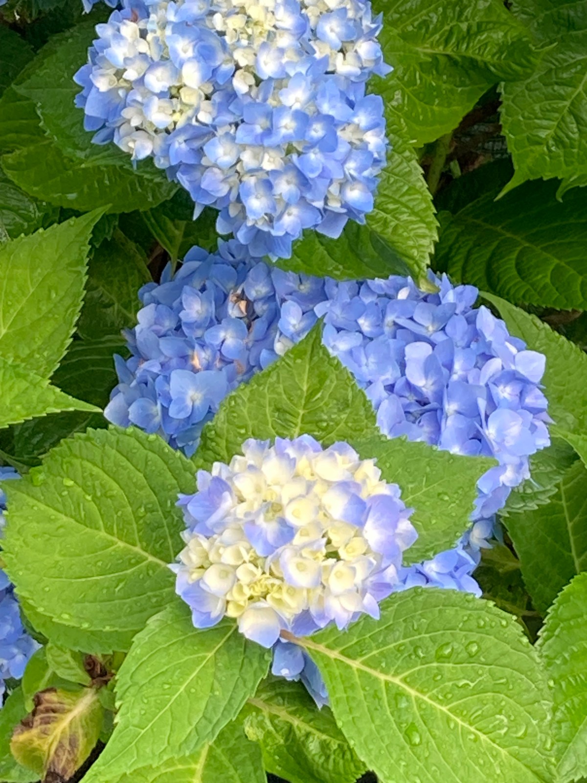 Hydrangeas